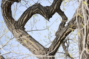 Heart shaped tree - Natascha Hagen